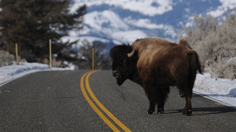 yak and bison|Bison attacks: How to avoid a dangerous encounter .